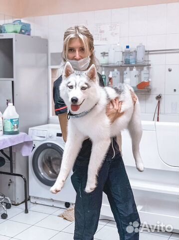 Стрижка собак и кошек