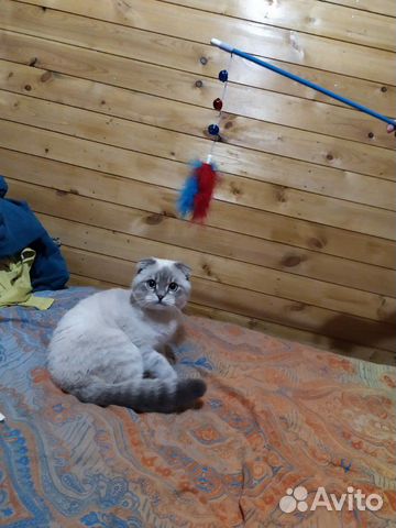 Вязка с вислоухим котом купить на Зозу.ру - фотография № 3