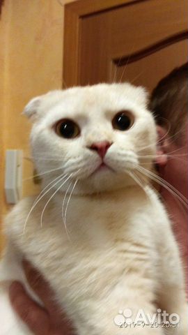 Шотландский котик купить на Зозу.ру - фотография № 2