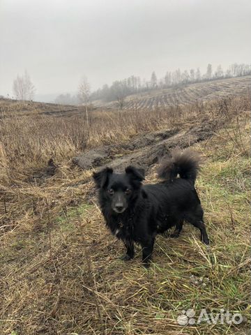Пропала собака купить на Зозу.ру - фотография № 3