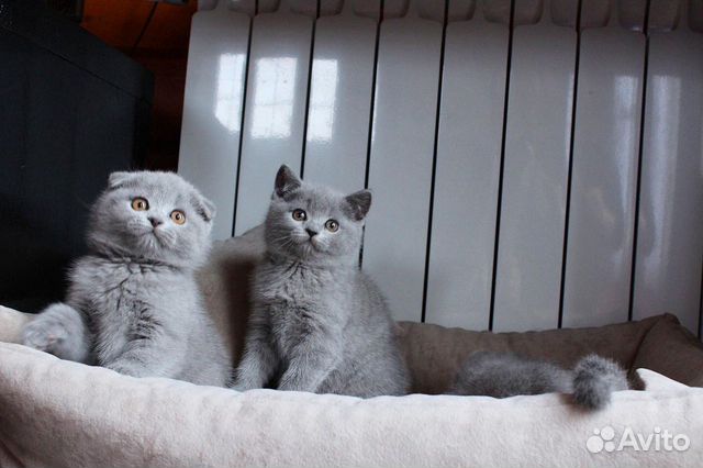 Шотландские котята (девочки) купить на Зозу.ру - фотография № 7