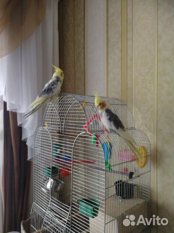 Попугай Корелла (Обмен на самку) купить на Зозу.ру - фотография № 3