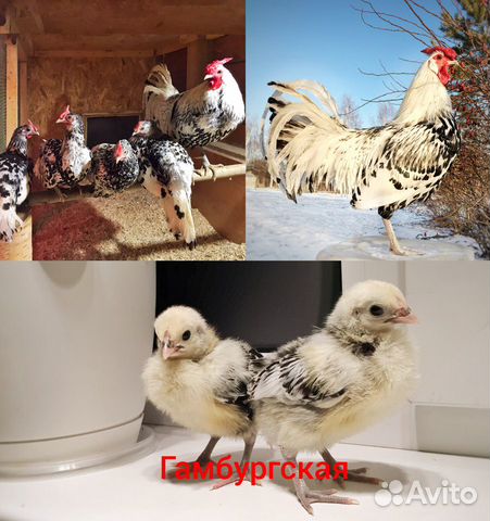 Инк.яйцо и цыплята редких пород кур купить на Зозу.ру - фотография № 8