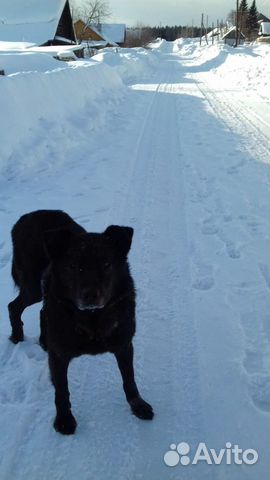 Найдена собака черной окраски купить на Зозу.ру - фотография № 1