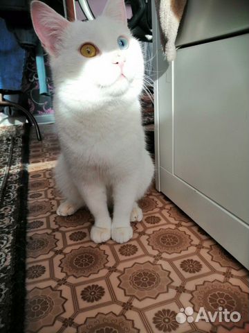 Красивый, разноглазый, глухой котик ищет доброг купить на Зозу.ру - фотография № 2