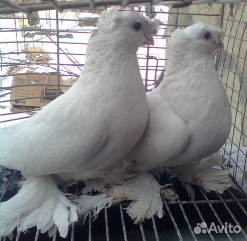 Продаются узбекские голуби купить на Зозу.ру - фотография № 2