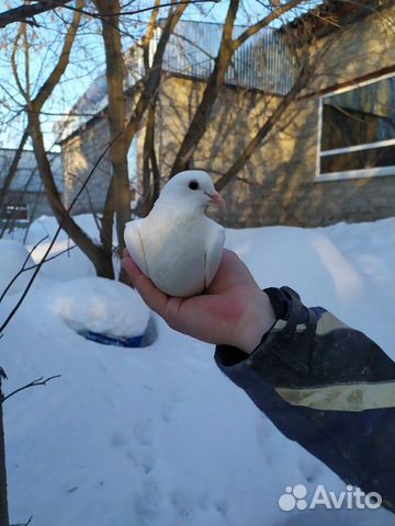 Продам голубей купить на Зозу.ру - фотография № 5