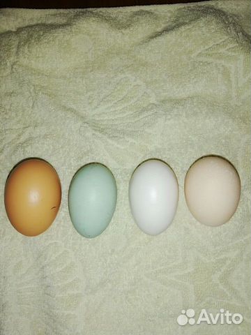 Продам яйцо инкубационное кур купить на Зозу.ру - фотография № 1