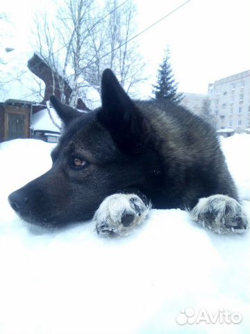 Собака Берта купить на Зозу.ру - фотография № 1