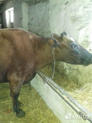 Высокоудойные коровы с молоком,мясников прошу не б купить на Зозу.ру - фотография № 3