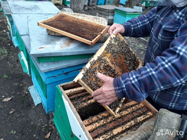 Продам пчело-Пакеты купить на Зозу.ру - фотография № 2