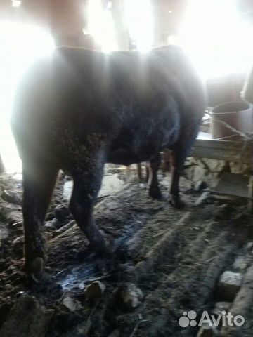 Продаю бычки откормленые 5 бычков цена договарная купить на Зозу.ру - фотография № 4
