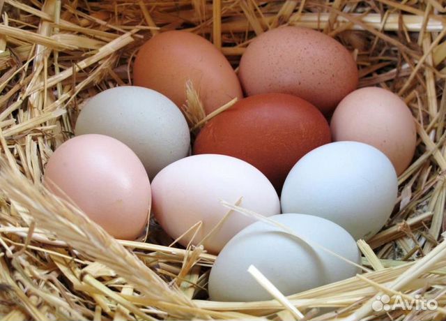 Яйцо для инкубации:гусиные, куриные, утиные, индюш купить на Зозу.ру - фотография № 3