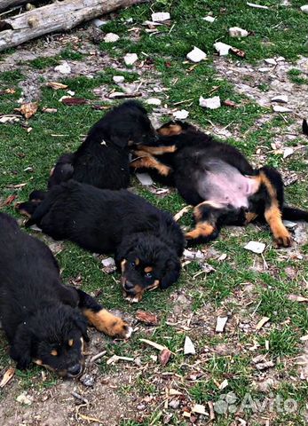 Продаются щенки породы банхар (монгольская овчарка купить на Зозу.ру - фотография № 2