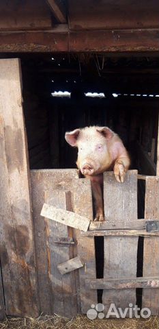 Продаются свиньи торг уместен 6-7 мес купить на Зозу.ру - фотография № 2