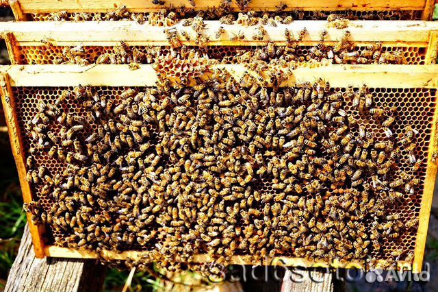 Пчелосемьи Бакфаст купить на Зозу.ру - фотография № 4