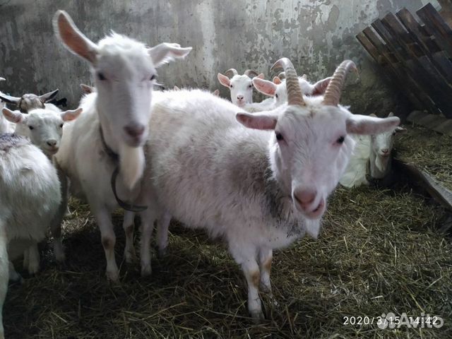 Продаю козы и козлята купить на Зозу.ру - фотография № 1