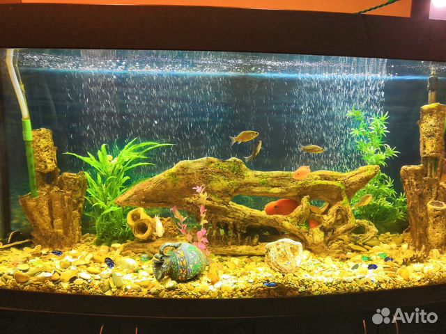 Панарамный аквариум 550 литров с тумбой купить на Зозу.ру - фотография № 2