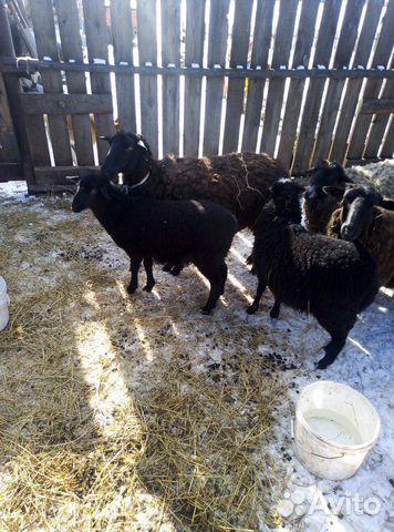 Овцы домашние купить на Зозу.ру - фотография № 4