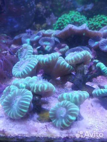 Кораллы морской аквариум купить на Зозу.ру - фотография № 2