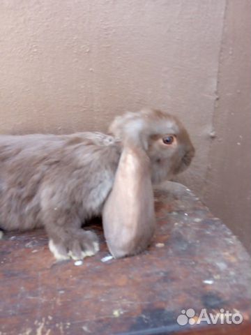 Кролик Французский баран купить на Зозу.ру - фотография № 7