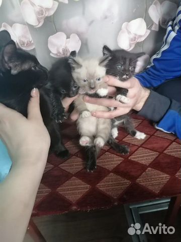 Котята мальчики купить на Зозу.ру - фотография № 1