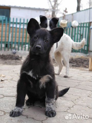 авито щенки благовещенск