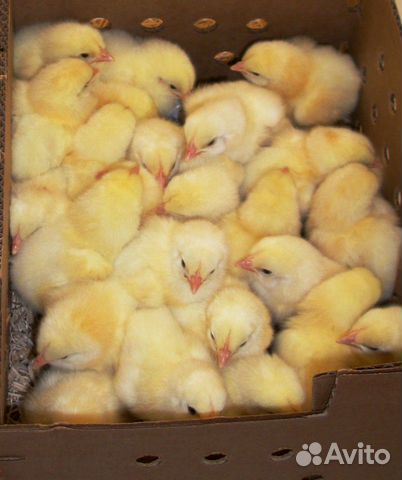 Продам цыплят бройлеров купить на Зозу.ру - фотография № 3