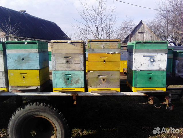 Продажа пчелосемей купить на Зозу.ру - фотография № 9