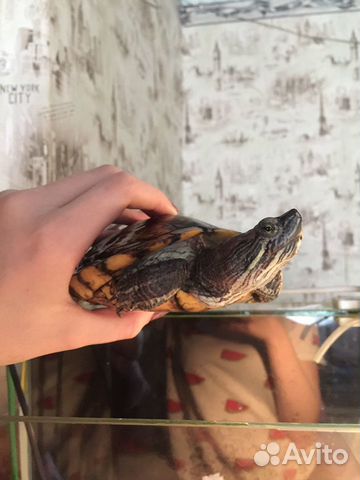 Отдам красноухую черепаху -самца купить на Зозу.ру - фотография № 1