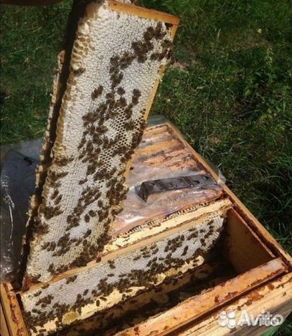 Пчелосемьи, пчелопакеты карпатской породы купить на Зозу.ру - фотография № 3