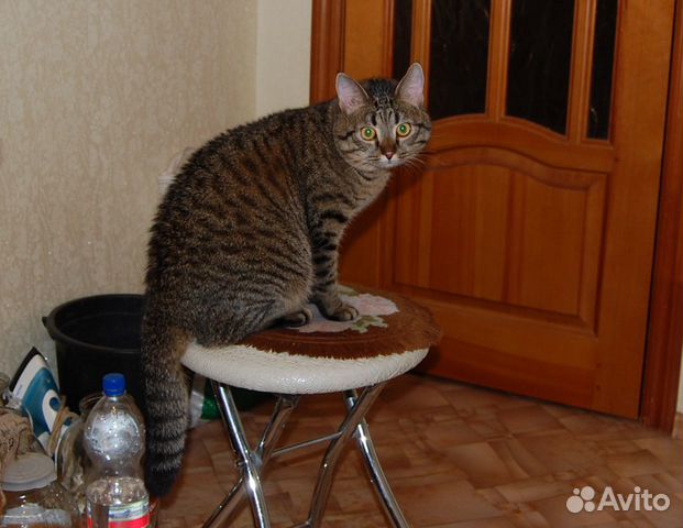 Кот тигрового окраса 10 месяцев ищет хозяев купить на Зозу.ру - фотография № 2