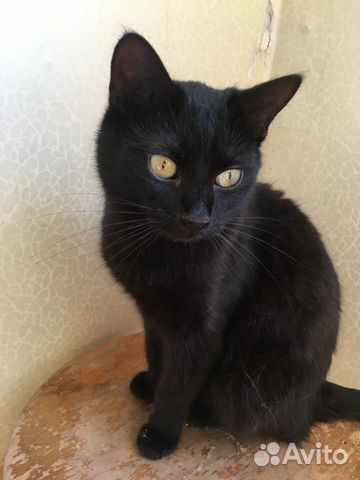 Ласковый скромный чёрный котик Генрих в добрые рук Ласковый скромный чёрный котик Генрих в добрые рук