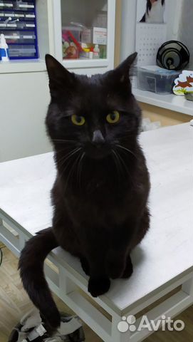 Котик в добрые руки Котик в добрые руки