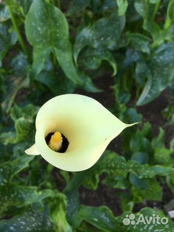 Каллы Каллы