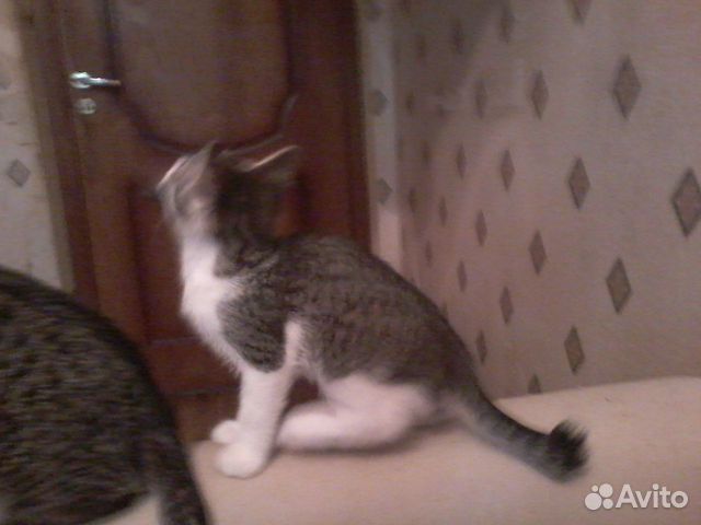 Котята Котята