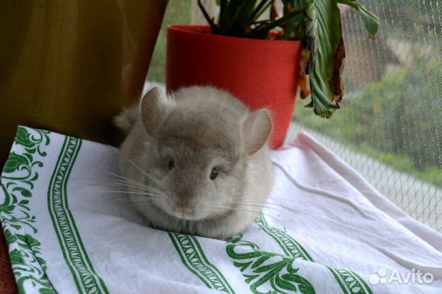 Шиншилла
