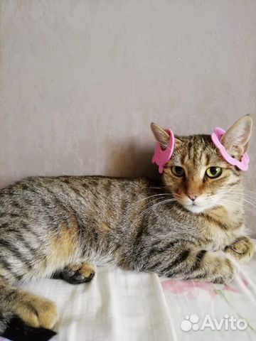 Домашняя кошка