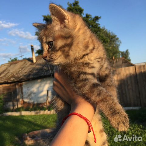 Котёнка в добрые руки (девочка)