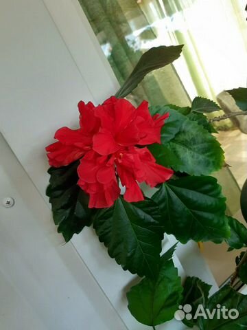 Гибискус или китайская роза