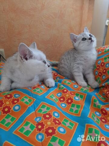 Шотландские котята Шотландские котята