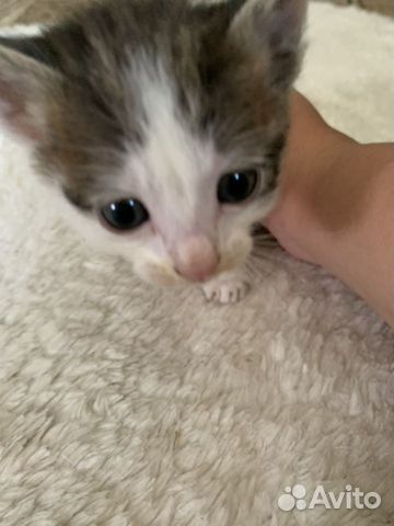 Котята 2 месяца