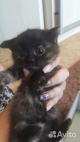 Котята шотландцы Скоттиш страйт Котята шотландцы Скоттиш страйт