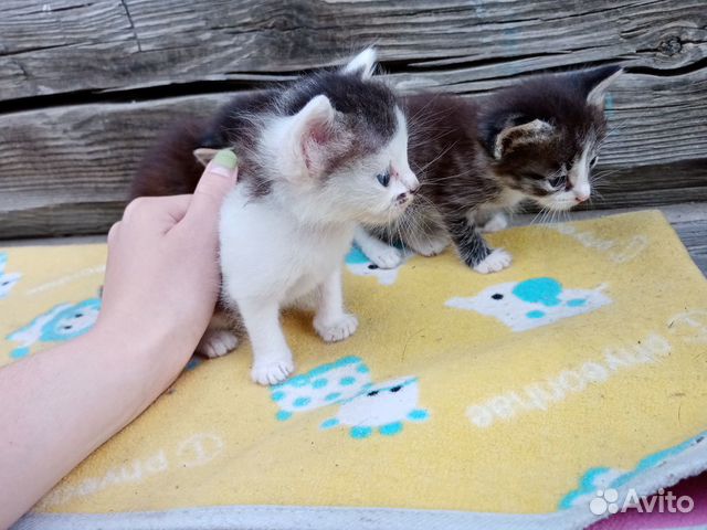 Кошка Кошка