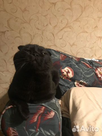 Кот вислоухий шотландец Кот вислоухий шотландец