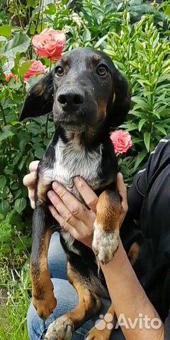 Метис в добрые руки