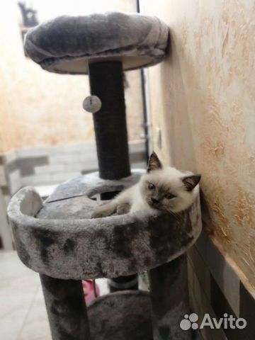 Шотландская