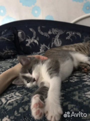 Котёнок в добрые руки
