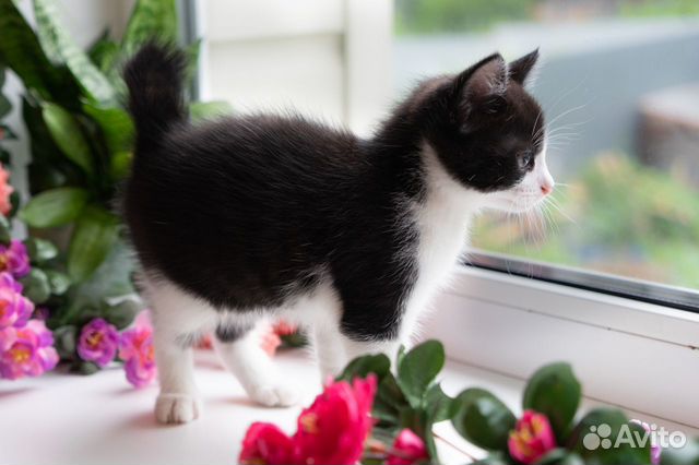 Котенок