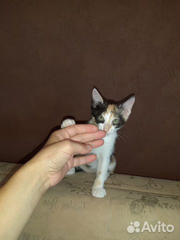 Котенок Тигра ищет дом